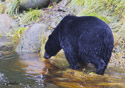 Ursus americanus